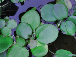 südamerikanischer Froschbiss - Limnobium laevigatum